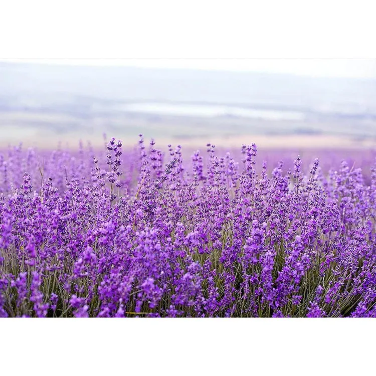 Pre de Provence Maison Lavender Body Lotion 240ml