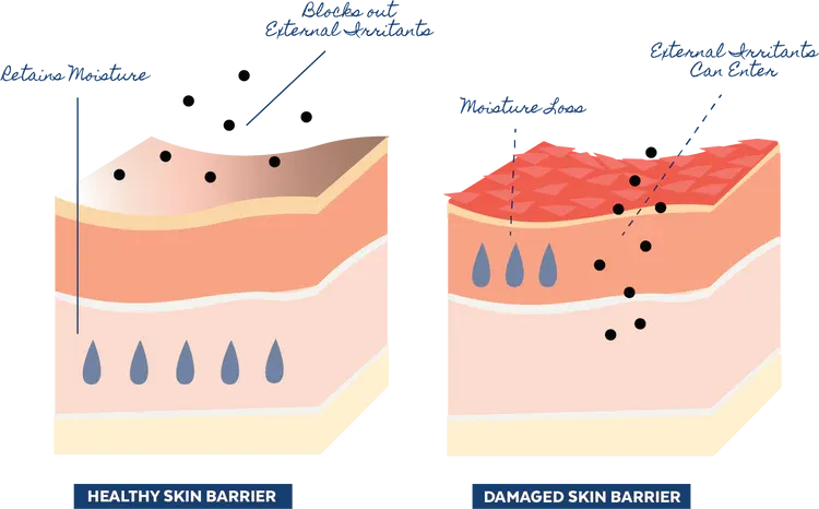 Restore | Ceramides   Gotu Kola Barrier Repair Cream