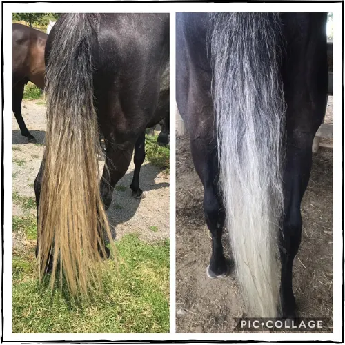 SHOWHITE Shampoo Toning Bar for HORSES