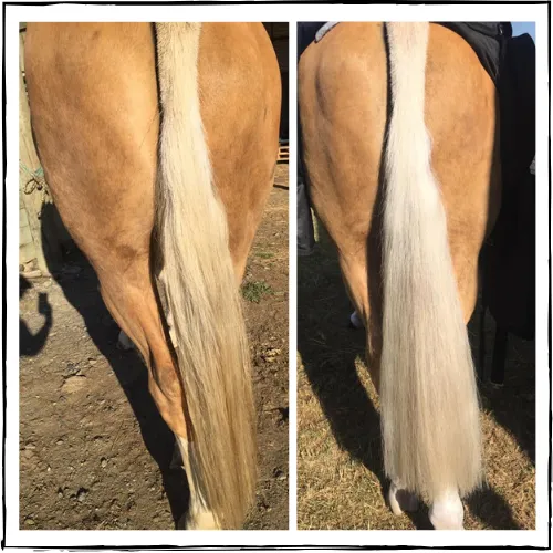 SHOWHITE Shampoo Toning Bar for HORSES