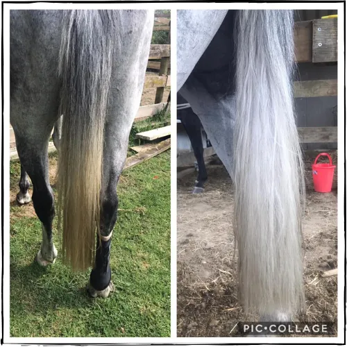 SHOWHITE Shampoo Toning Bar for HORSES