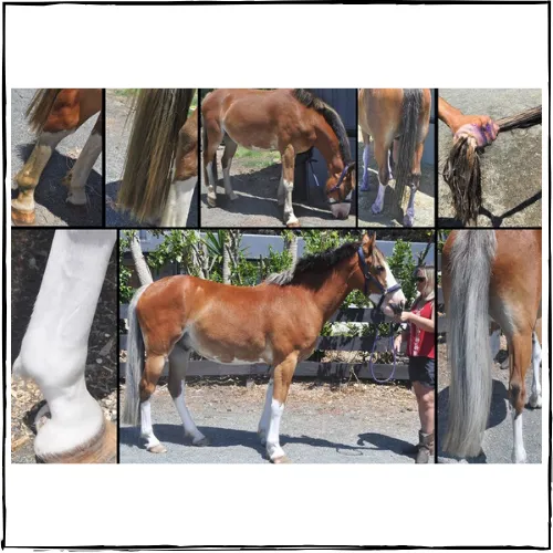 SHOWHITE Shampoo Toning Bar for HORSES