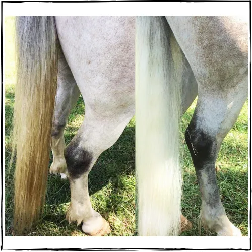 SHOWHITE Shampoo Toning Bar for HORSES
