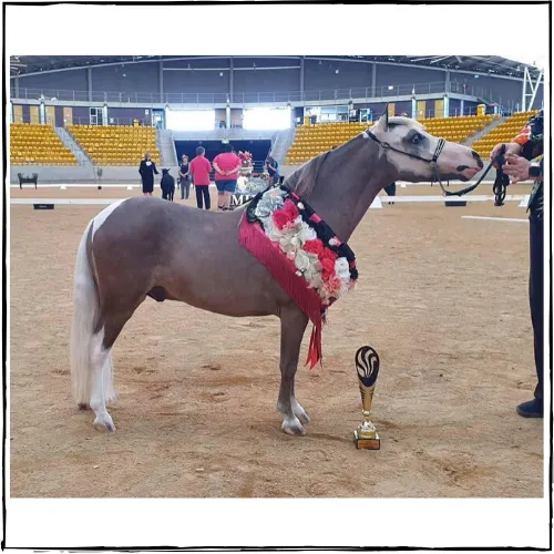 SHOWHITE Shampoo Toning Bar for HORSES