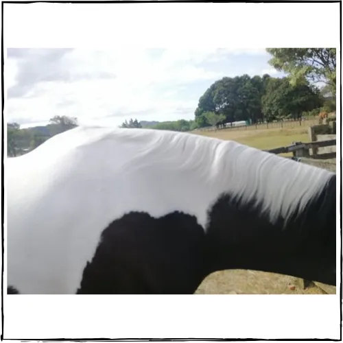 SHOWHITE Shampoo Toning Bar for HORSES